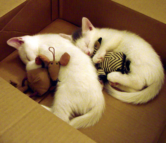 Kering-《电竞选手的背后：训练营揭秘》，电竞选手训练的地方叫什么